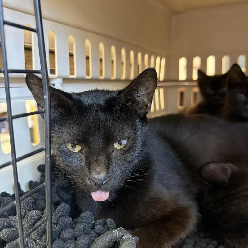 An adult medium-sized female Domestic Short Hair cat named Good Witch for adoption in Austin, TX