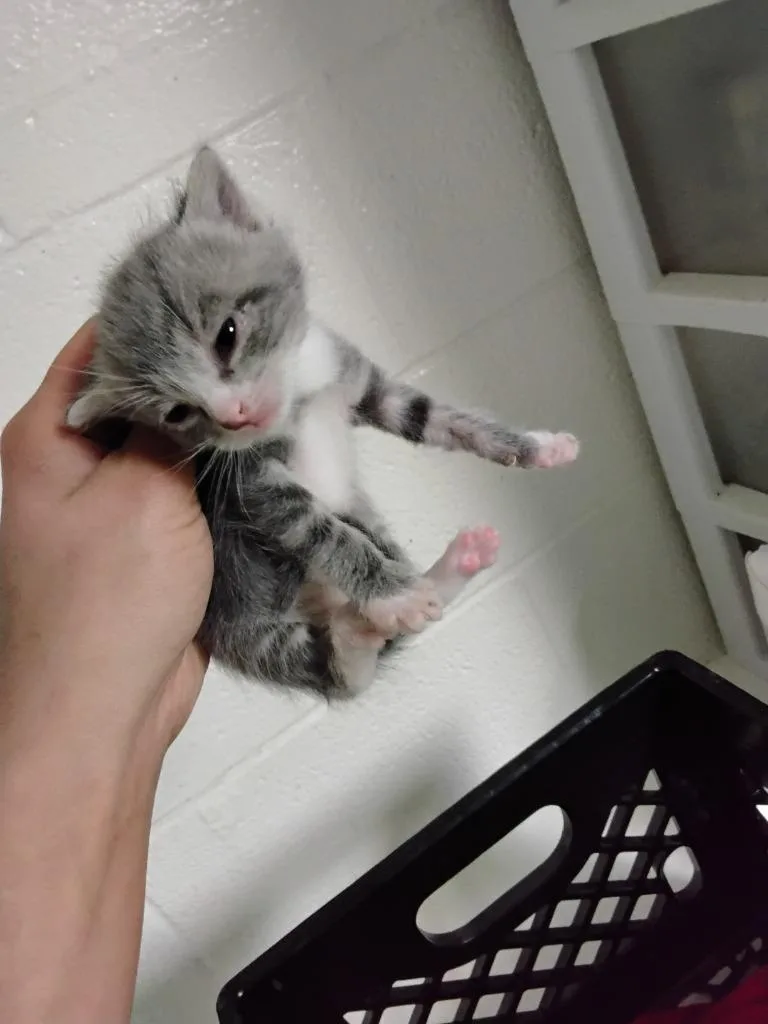 A baby small-sized female Domestic Short Hair cat named Dace for adoption in Ada, OK