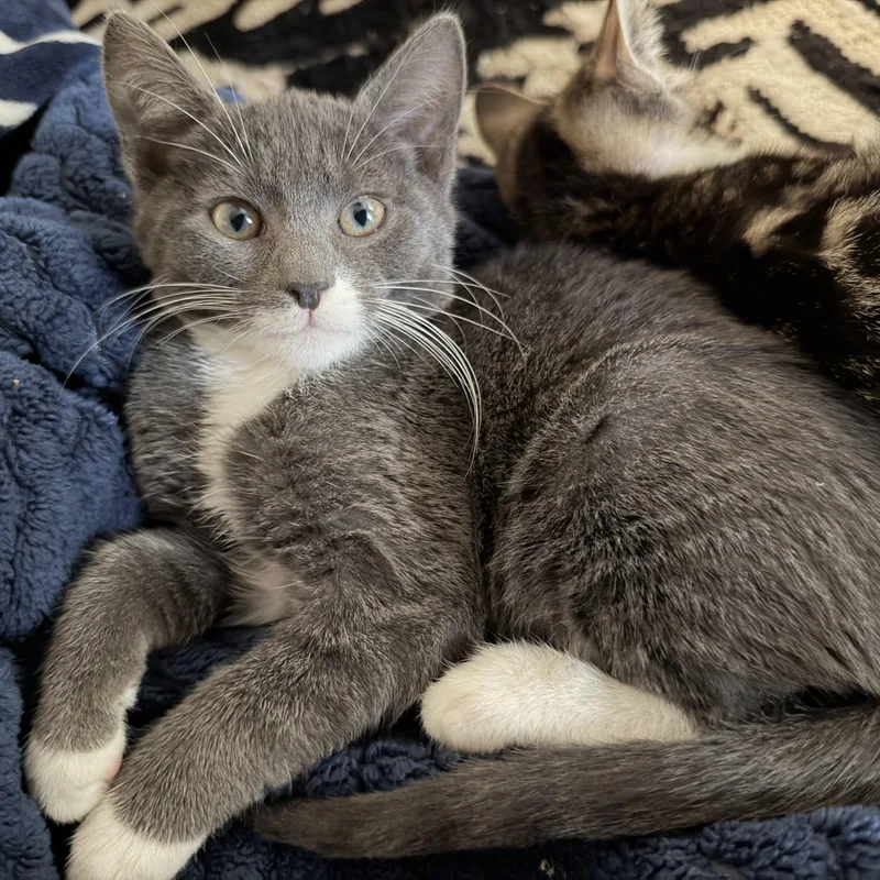 A baby medium-sized male Gray / Blue / Silver Domestic Short Hair cat named Rocky for adoption in Moriches, NY