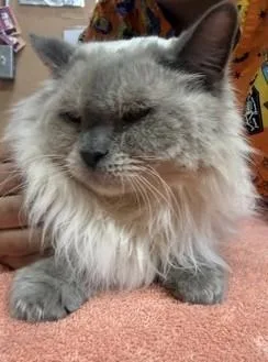 A senior medium-sized female Siamese cat named Harmony for adoption in Phoenix, AZ