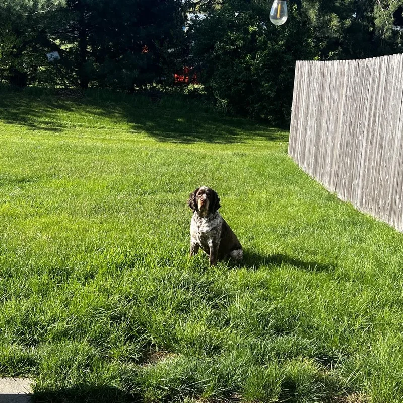 An adult small-sized female Brown / Chocolate English Springer Spaniel dog named Millie  Home to for adoption in South Elgin, IL