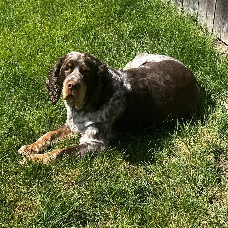 Millie  Home to thumbnail 5