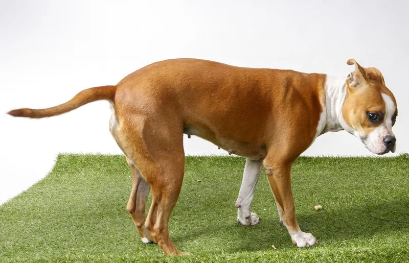 An adult medium-sized female Pit Bull Terrier dog named Lady for adoption in Harvey , LA