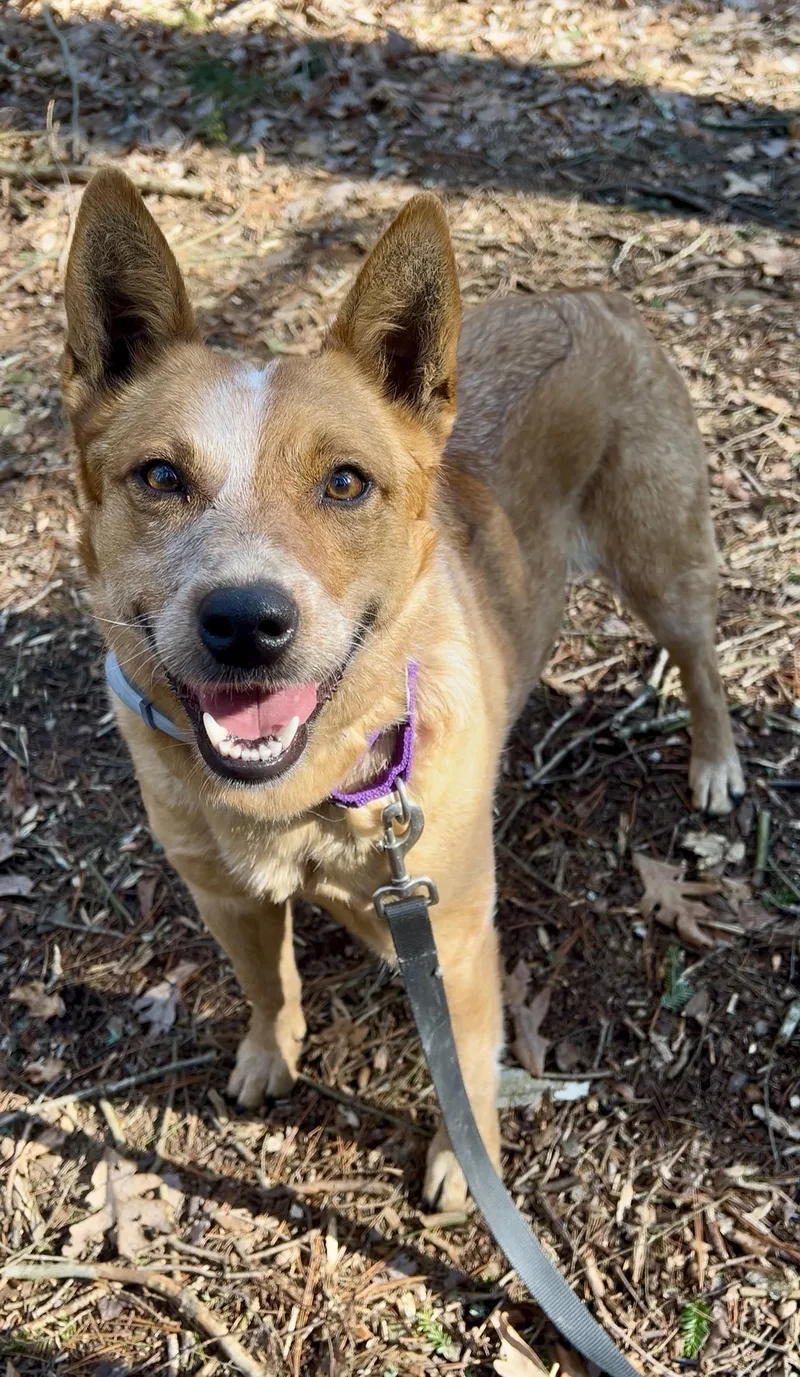 Watercress thumbnail 2