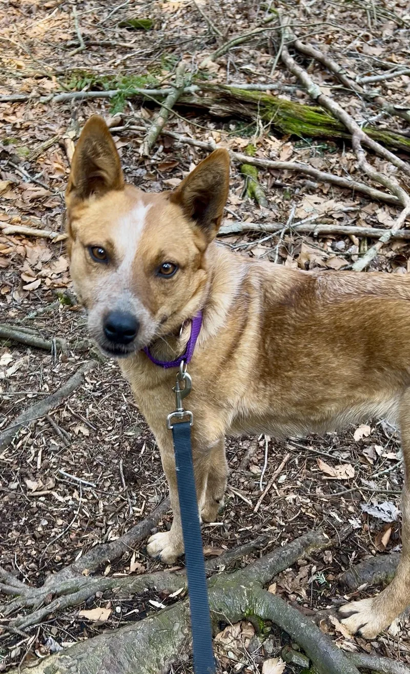 Watercress thumbnail 3