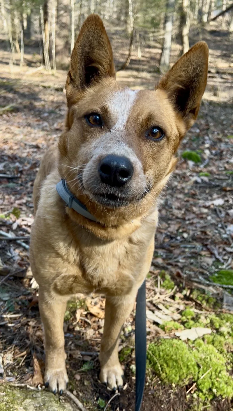 Watercress thumbnail 4