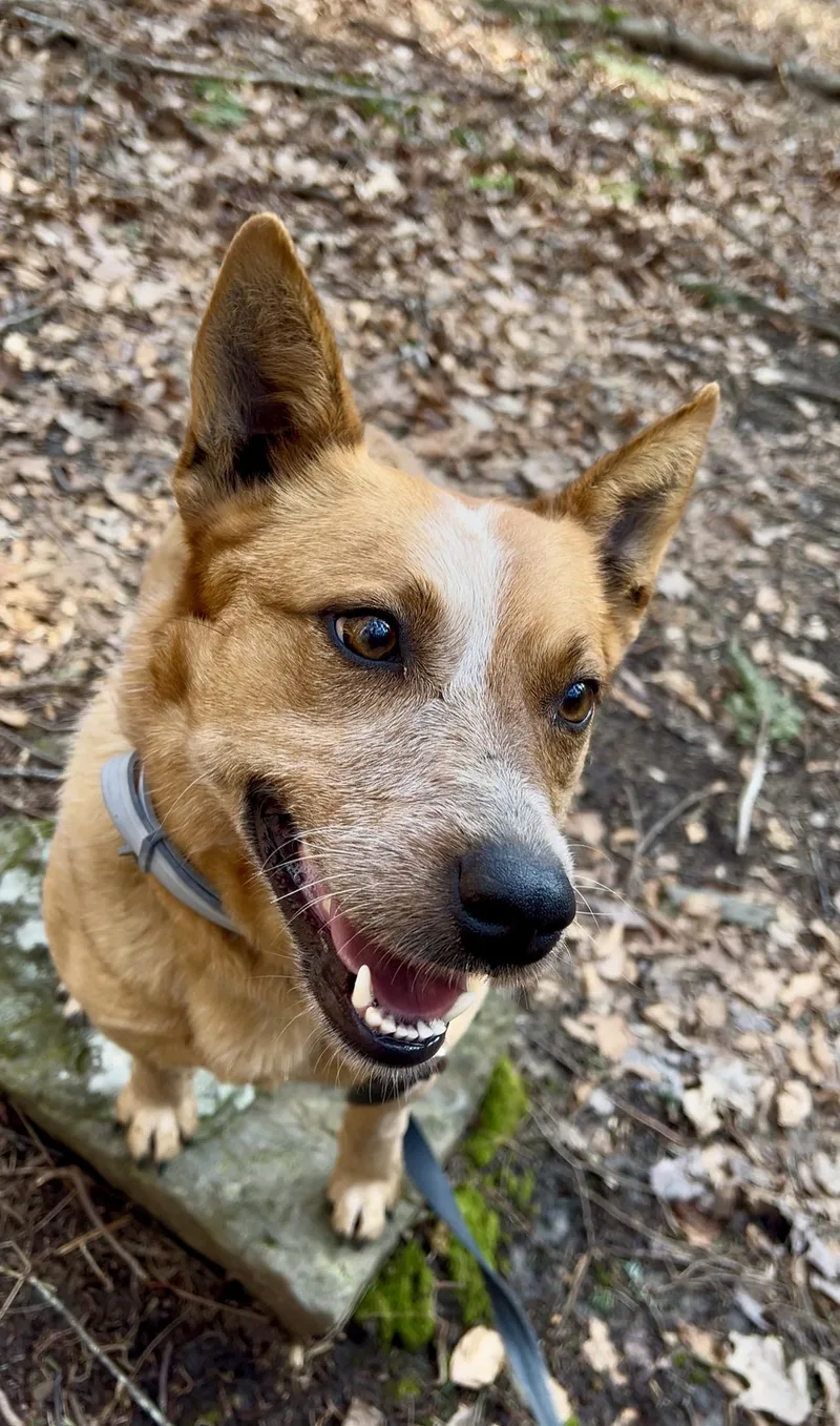 Watercress thumbnail 5