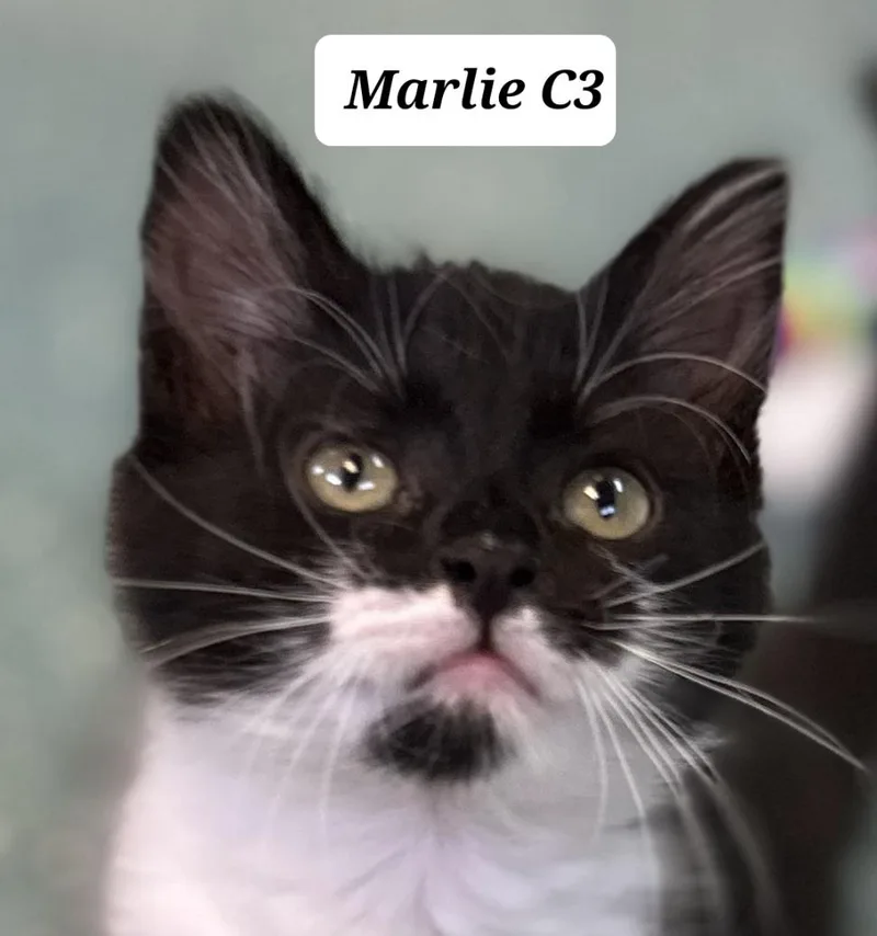 A baby medium-sized female Black Domestic Long Hair cat named Marlie for adoption in Morganton, NC