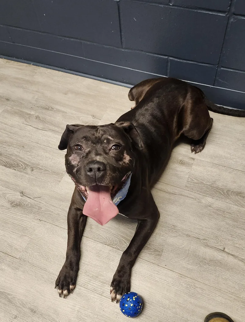An adult large-sized male Brindle Pit Bull Terrier dog named Anakin Skywalker for adoption in Mansfield, OH