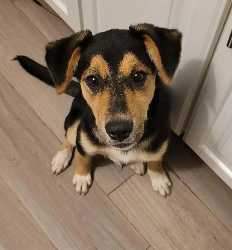 A young large-sized female Tricolor (Brown, Black, & White) German Shepherd Dog dog named Matilda III for adoption in Fredonia, WI