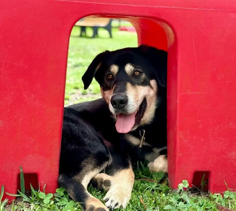 A young large-sized male Black Husky dog named Lil Guy Lou Lover for adoption in Friendswood, TX