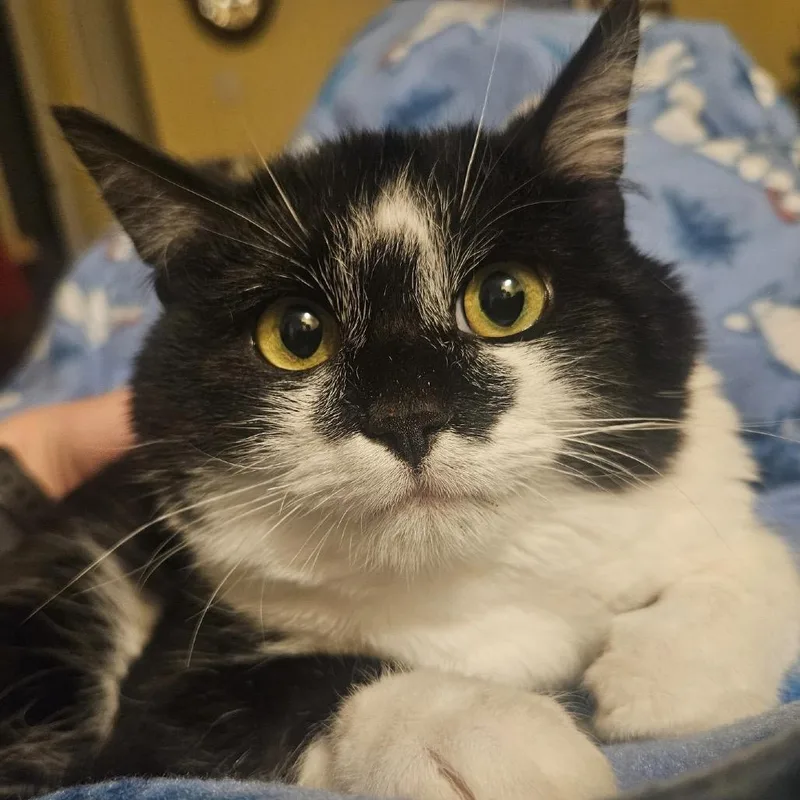 An adult medium-sized male Black Domestic Short Hair cat named Bumper for adoption in Blackfoot, ID