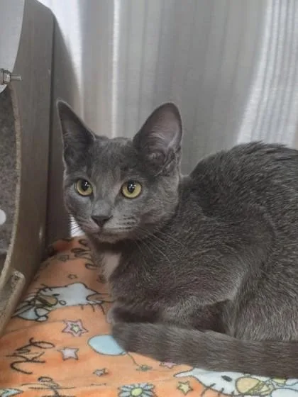 An adult small-sized female Domestic Short Hair cat named Sookie for adoption in Missoula, MT