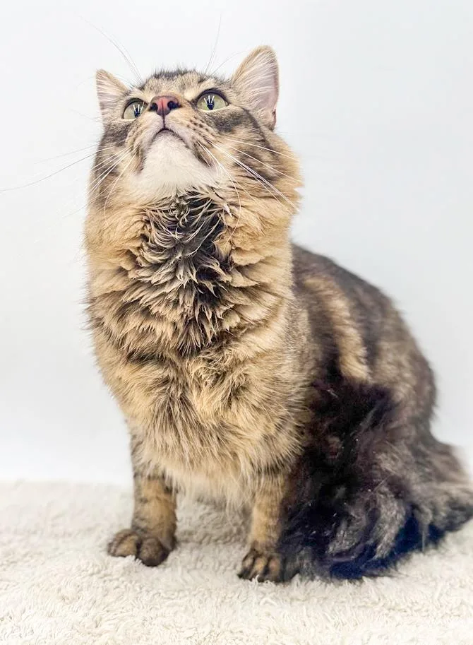 Kit Kat Can't Be thumbnail 2