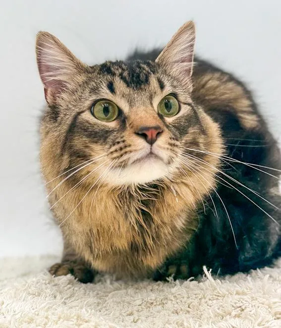 Kit Kat Can't Be thumbnail 3