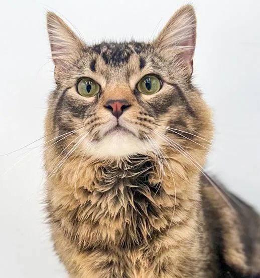 A baby medium-sized male Tabby (Brown / Chocolate) Maine Coon cat named Kit Kat Can't Be for adoption in Bedford Hills, NY