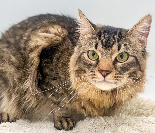 Kit Kat Can't Be thumbnail 4