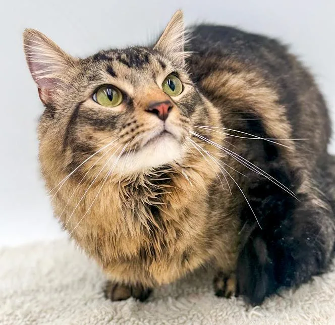 Kit Kat Can't Be thumbnail 5