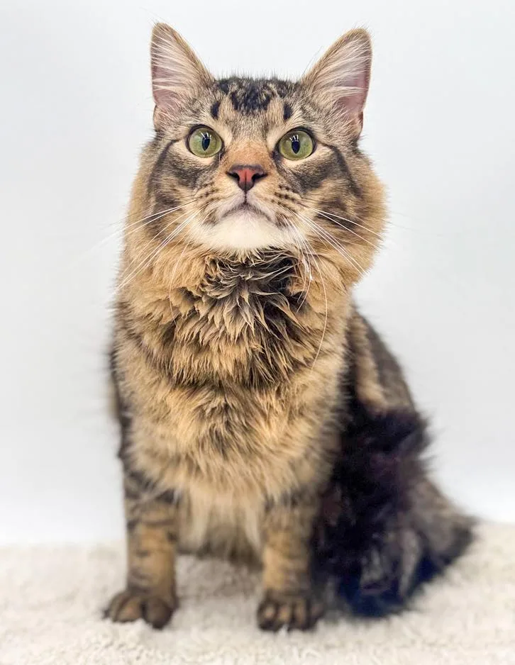 Kit Kat Can't Be thumbnail 6