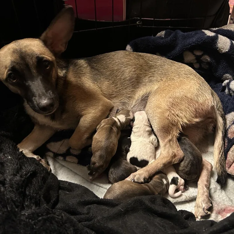 An adult small-sized female Chihuahua dog named Roxy for adoption in Ferndale, WA
