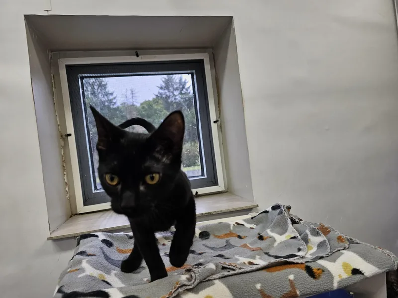 A baby medium-sized male Black Domestic Short Hair cat named Blair for adoption in Dunkirk, NY