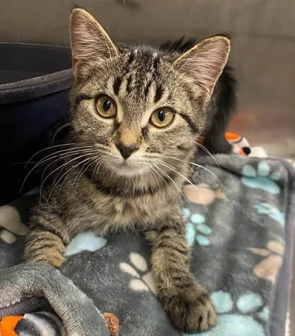 A baby small-sized female Domestic Short Hair cat named Slushee for adoption in Hobart, IN