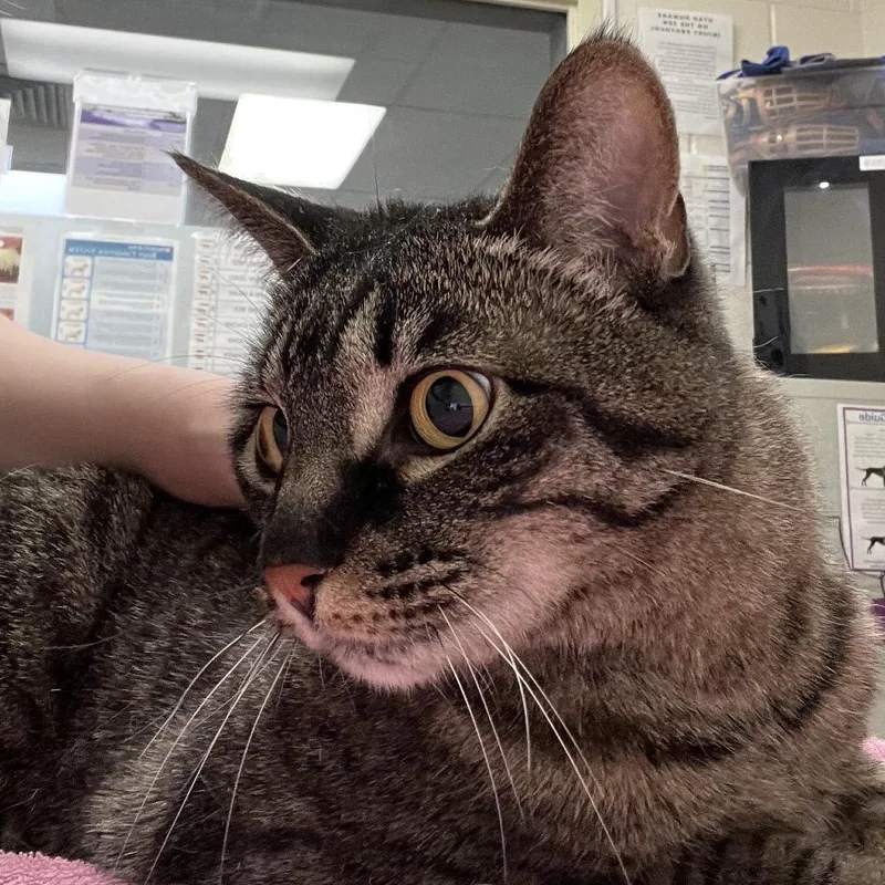 A senior medium-sized female Gray / Blue / Silver Domestic Short Hair cat named Gigi for adoption in Murray, UT