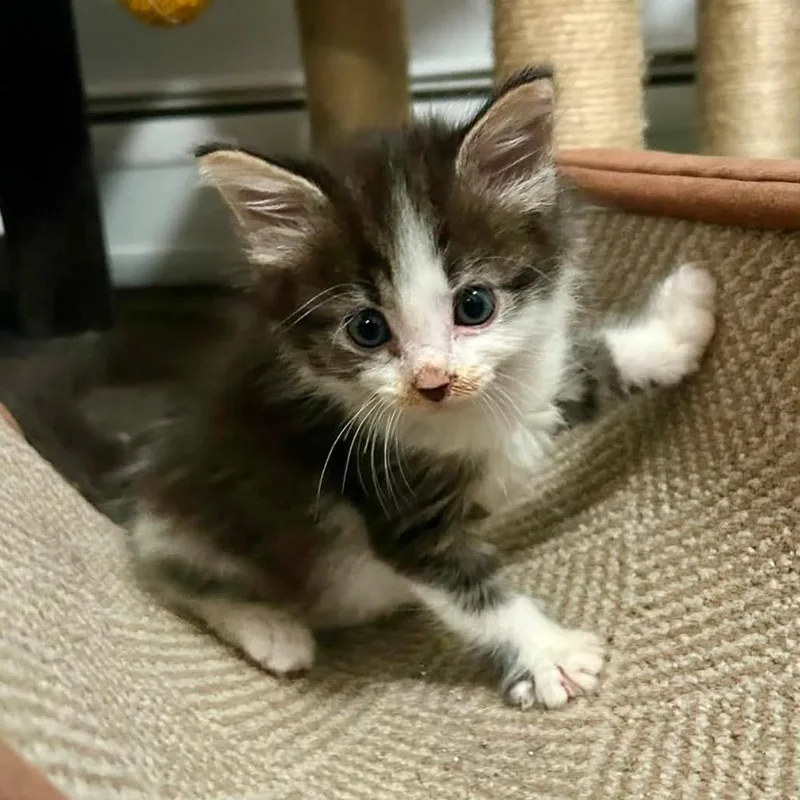 A baby small-sized male Brown / Chocolate Domestic Medium Hair cat named Ghoul for adoption in Harrisonburg, VA
