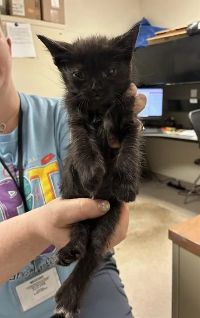 A baby small-sized female Domestic Short Hair cat named Persephone for adoption in Olivette, MO