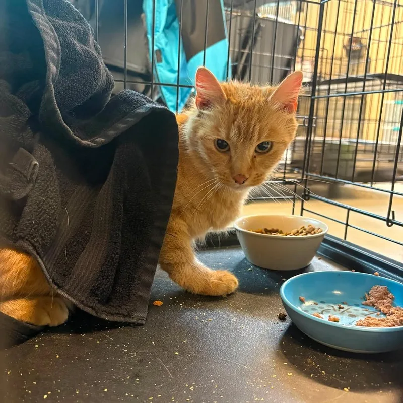 An adult medium-sized female Orange / Red Domestic Short Hair cat named Gamma for adoption in Huntington, WV