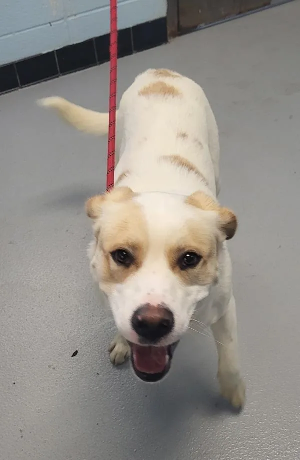 A young large-sized male Saint Bernard dog named Pen  Buddy Boy for adoption in Lawrenceville, GA