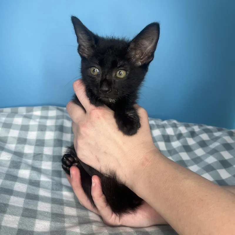 A baby small-sized male Black Domestic Short Hair cat named Grumpy for adoption in San Antonio, TX