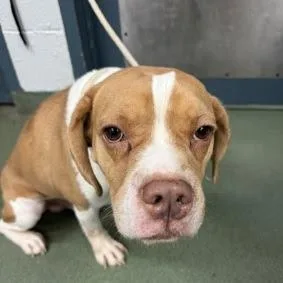 Underdog thumbnail 2