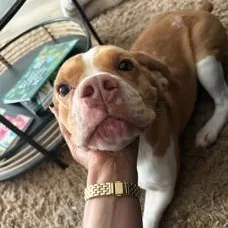 Underdog thumbnail 3