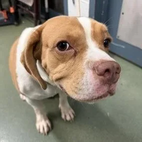 Underdog thumbnail 5