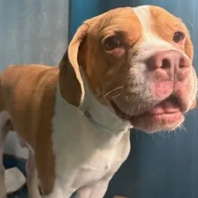 Underdog thumbnail 6