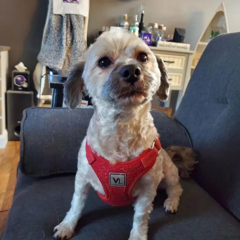 A senior small-sized male Yellow / Tan / Blond / Fawn Terrier dog named Romeo D for adoption in Princeton, MN