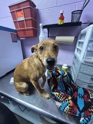 A young small-sized male Brown / Chocolate Mixed Breed dog named 61319884 for adoption in El Paso, TX