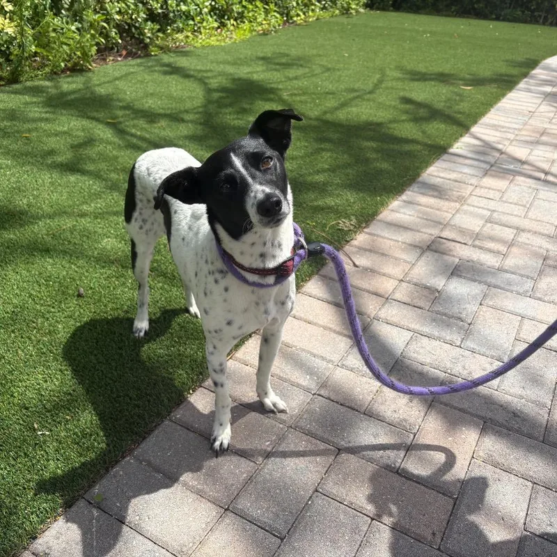 An adult small-sized female White / Cream Rat Terrier dog named Miley for adoption in LOXAHATCHEE, FL