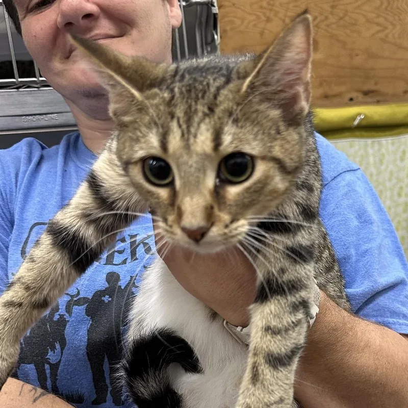 A young small-sized female Domestic Short Hair cat named Uv for adoption in Corbin, KY