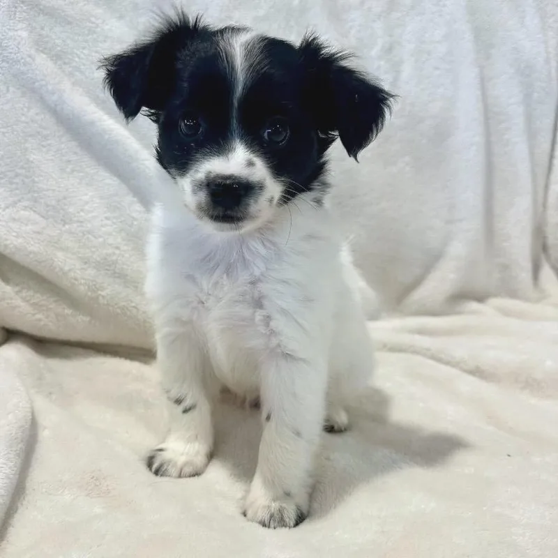 A baby small-sized male Black Mixed Breed dog named Milo for adoption in San Francisco, CA