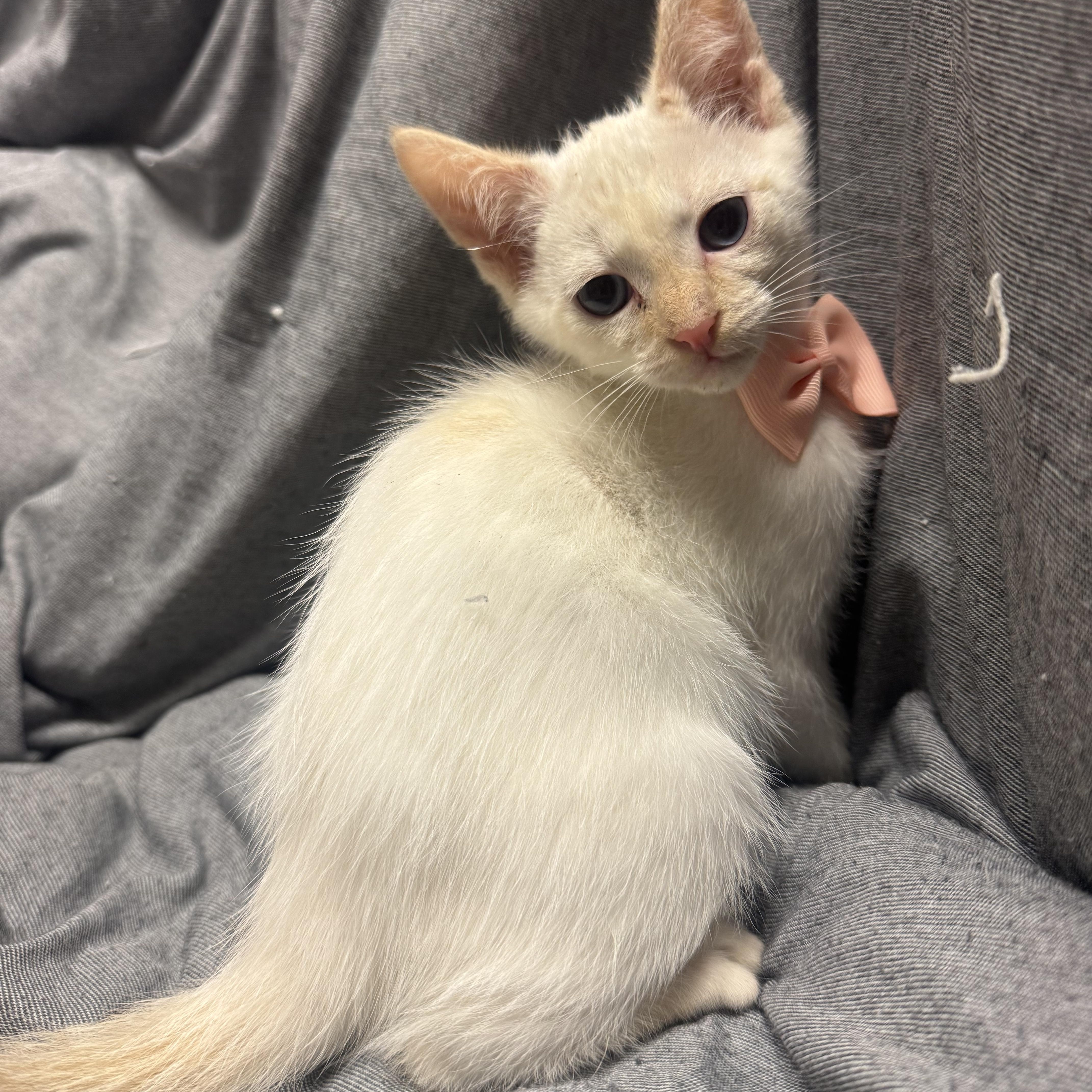 A baby medium-sized female White Domestic Short Hair cat named Chimichanga for adoption in Fredericksburg, VA
