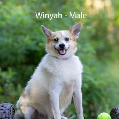 An adult small-sized male Brown / Chocolate Shetland Sheepdog / Sheltie dog named Winyah for adoption in Pawleys Island, SC
