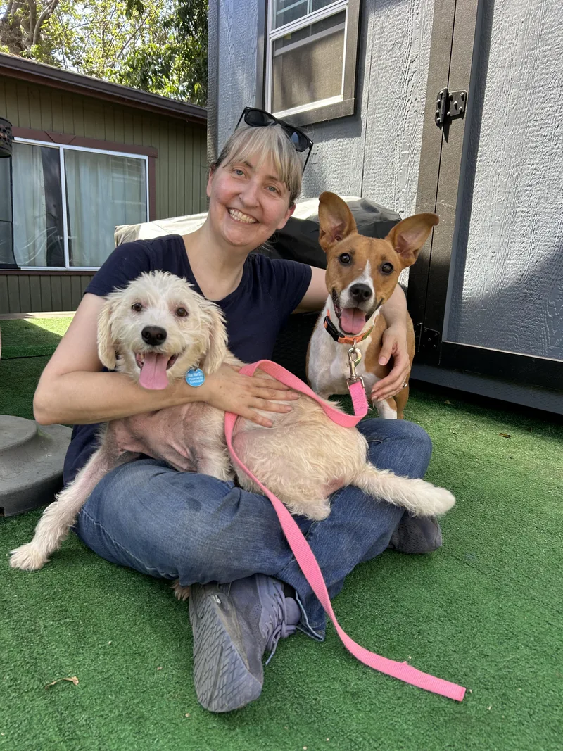 An adult medium-sized female Brown / Chocolate Basenji dog named Boa   pounds for adoption in Burbank, CA