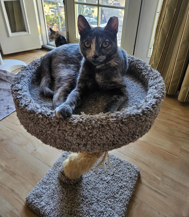 Speckles thumbnail 3