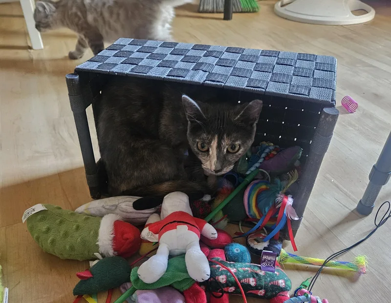 Speckles thumbnail 4