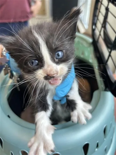 A baby small-sized male Domestic Short Hair cat named Baloo for adoption in San Antonio, TX
