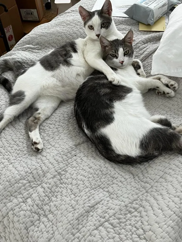 Marvin & Mittens thumbnail 2