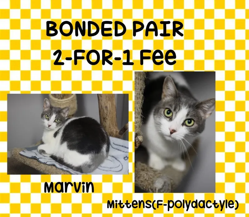 Marvin & Mittens thumbnail 3