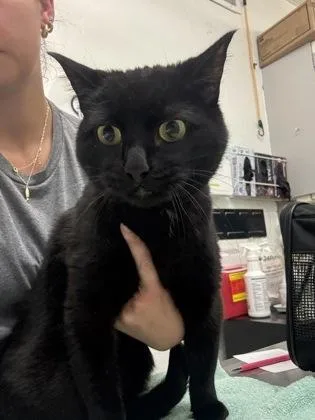 An adult small-sized male Domestic Short Hair cat named Bagira for adoption in Seattle, WA